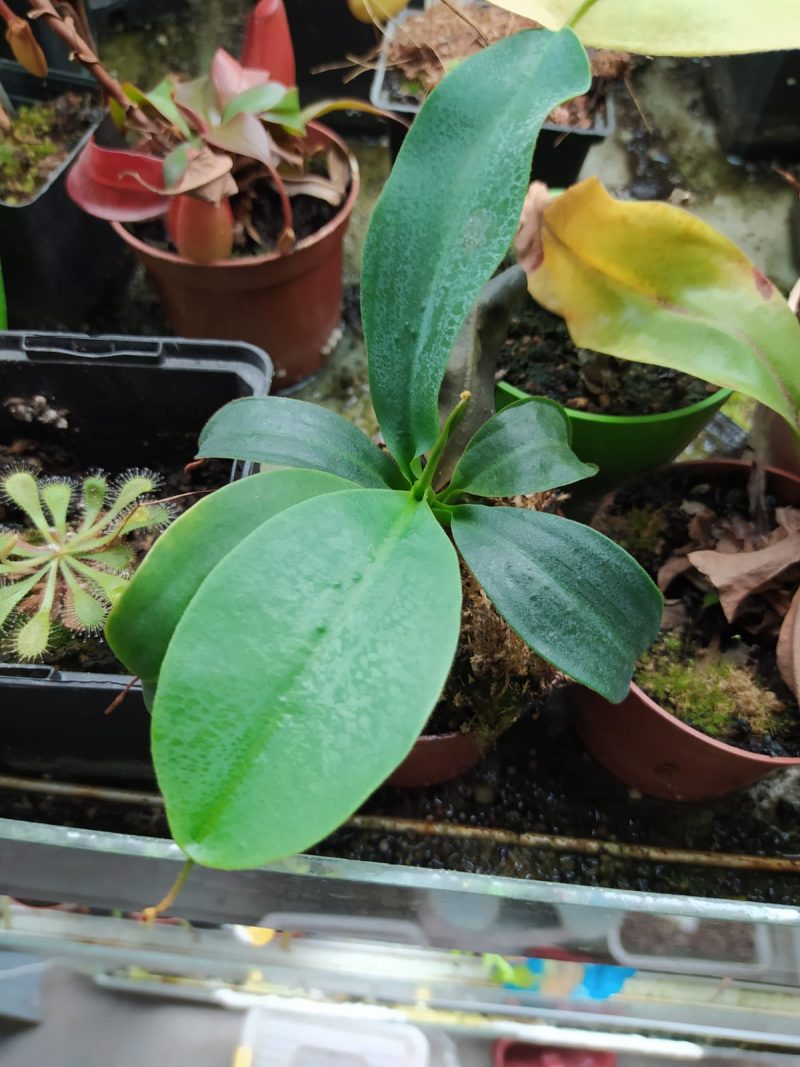 Nepenthes Spathulata x Campanulata Et Yiyen Bitki