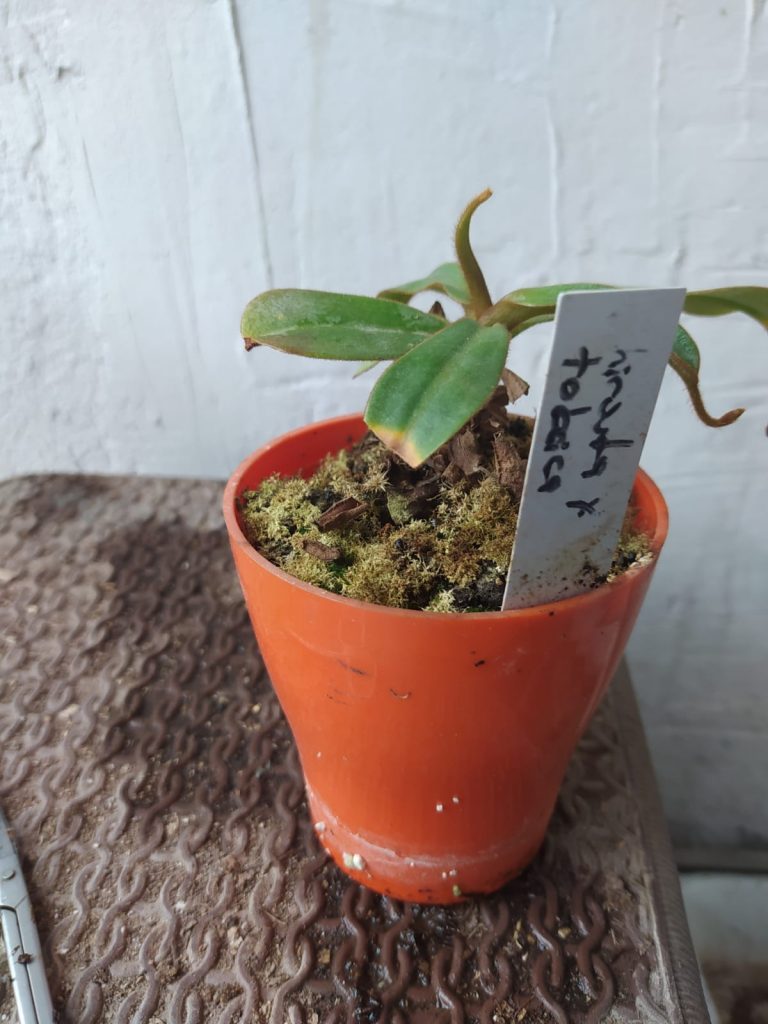 Nepenthes madagascariensis Et Yiyen Bitki